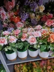 Beautiful Cup Flower - Home Accessories - 3