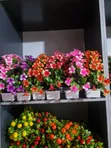 Kyakkyawar Kofin Furen Fuska - Gida Interiors - 3